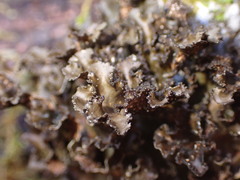 Sticta weigelii