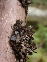 Sticta weigelii