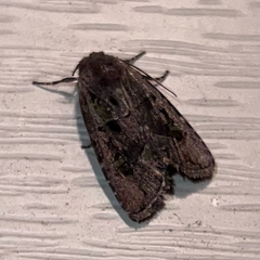 Lacinipolia renigera