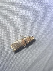 Acrobasis palliolella