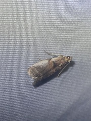 Acrobasis palliolella
