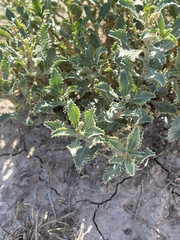 Stillingia treculiana