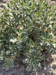 Stillingia treculiana