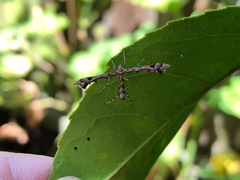 Platyptilia carduidactylus
