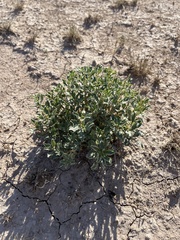 Stillingia treculiana