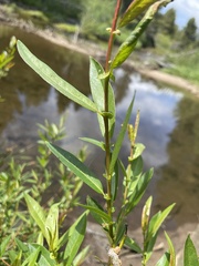 Salix lemmonii