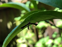 Platyptilia carduidactylus
