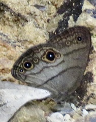 Hermeuptychia harmonia
