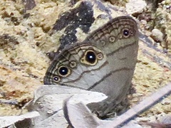 Hermeuptychia harmonia