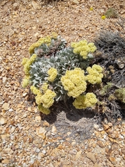 Eriogonum robustum