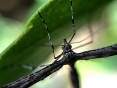 Platyptilia carduidactylus