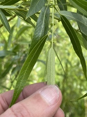 Salix lemmonii