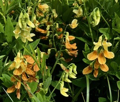 Lathyrus laevigatus occidentalis