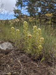 Castilleja xanthotricha