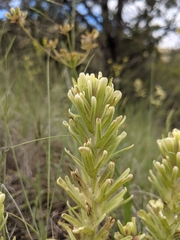 Castilleja xanthotricha