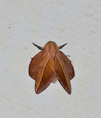 Oiticella convergens