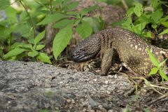 Heloderma exasperatum