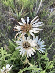 Silphium albiflorum