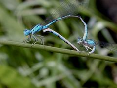 Enacantha caribbea