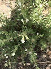 Scutellaria californica