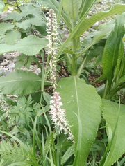 Macropodium nivale