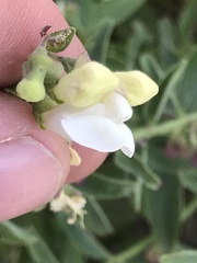 Scutellaria californica