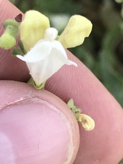 Scutellaria californica