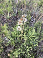 Silphium albiflorum