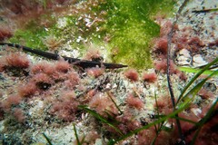 Pugnaso curtirostris