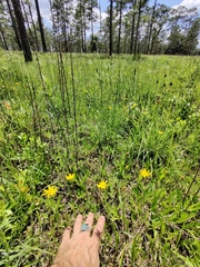 Pityopsis oligantha
