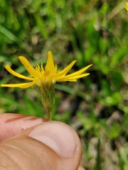 Pityopsis oligantha