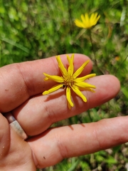 Pityopsis oligantha