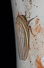Athysanus argentarius