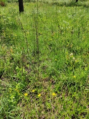 Pityopsis oligantha