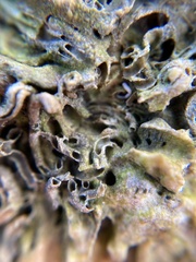 Galeolaria caespitosa