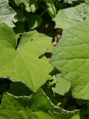 Tutelina similis