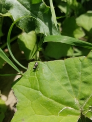 Tutelina similis