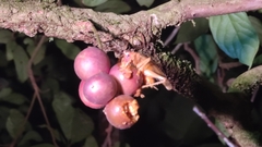 Gryllacris menglaensis