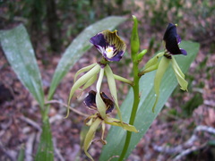 Prosthechea cochleata