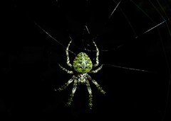 Cryptaranea atrihastula