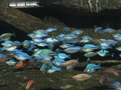 Lake Kutubu Rainbowfish photo 3