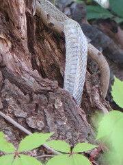 Pantherophis alleghaniensis