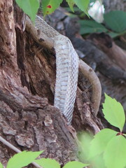 Pantherophis alleghaniensis