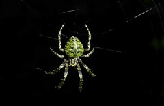 Cryptaranea atrihastula