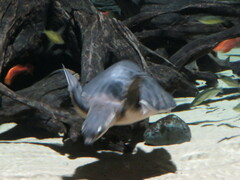 Carettochelys insculpta