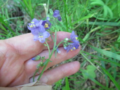 Polemonium caeruleum