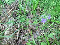 Polemonium caeruleum
