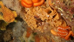 Helcogramma decurrens