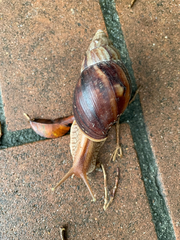 Lissachatina immaculata