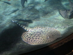 Potamotrygon tigrina